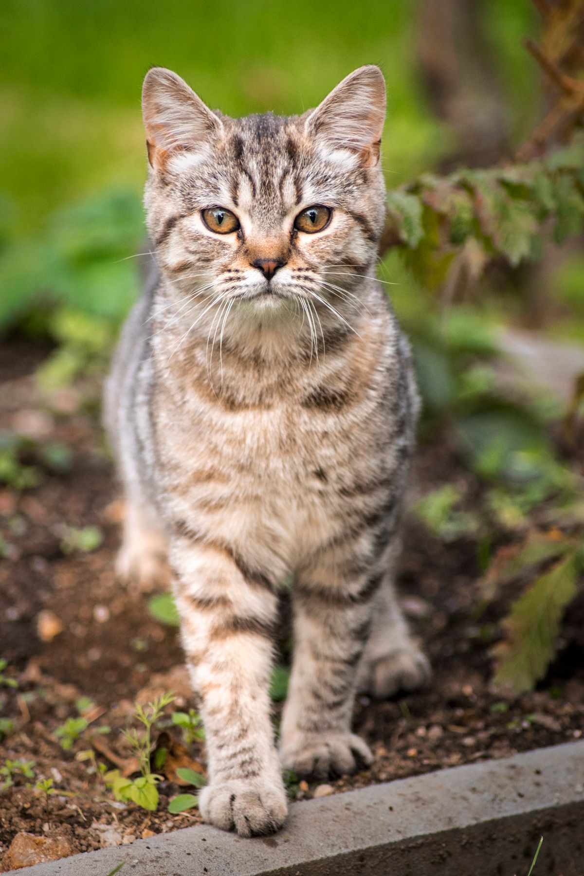 绿意中安静观察世界的小猫