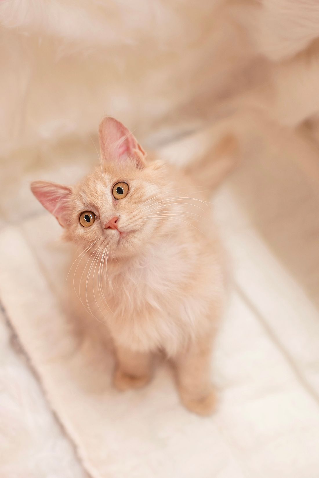 柔软的橘色小猫仰头望向窗边