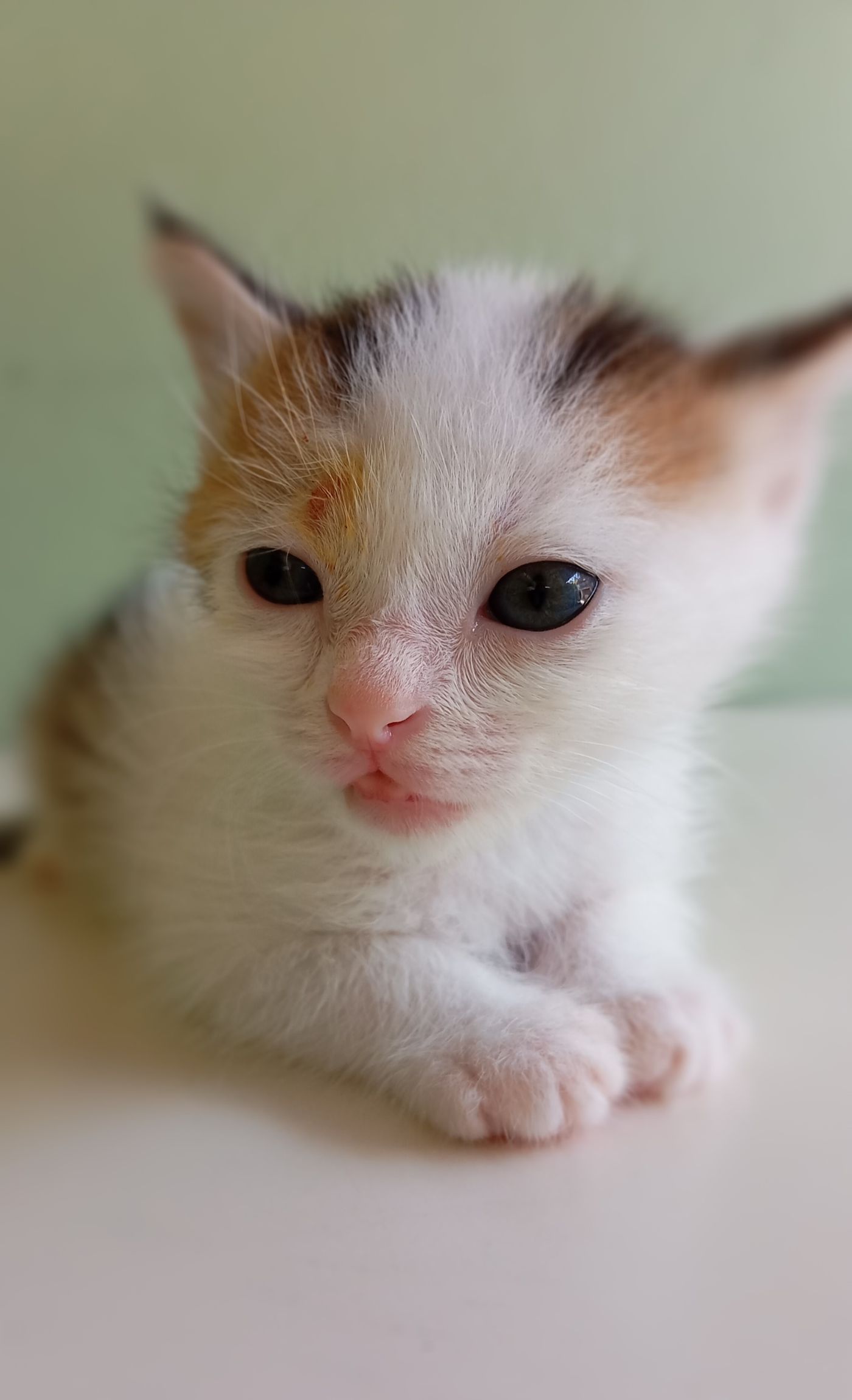 软绵绵的三花小猫，好奇地看向镜头